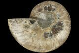Cut & Polished Ammonite Fossil (Half) - Madagascar #184123-1